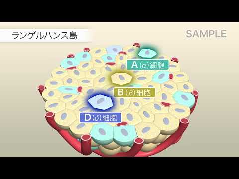 内分泌系について詳しく解説
