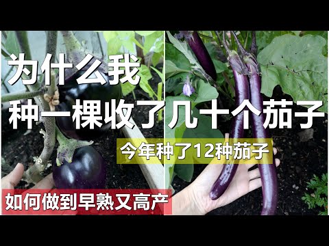 种茄子怎样才能早熟又高产？How to grow lots of eggplants