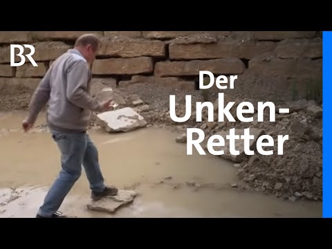 Rettung der Gelbbauchunke: Steinbruch als Laichplatz | Zwischen Spessart und Karwendel | BR