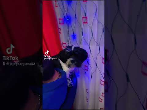 Follow me on IG:  georgeta.foiciuc , TikTok: jojogeorgiana82 #jojo #insulaiubirii #roua #shitzu #dog
