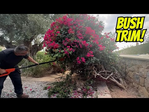 DAY 557: BACK GARDEN TRANSFORMATION CLEAROUT!