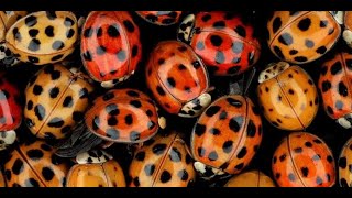 11/21/18 Seasonal Garden &amp; Landscape Tips on &#39;Across The Fence&#39;