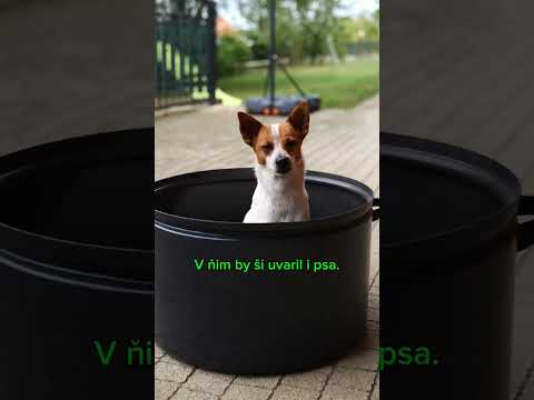 Ako Pampi mudrovala pri oberaní sliviek.#pampi #fenka #pes #thisisslovakia #naseslovenske #slovakia