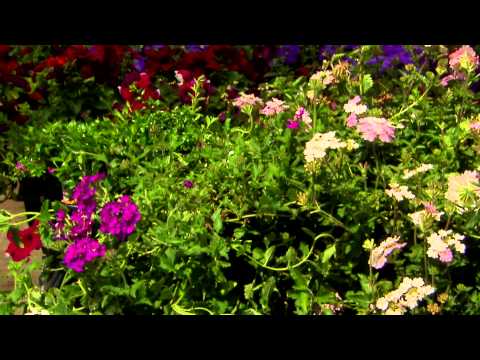 Grow Verbena for flourishing summer flowers