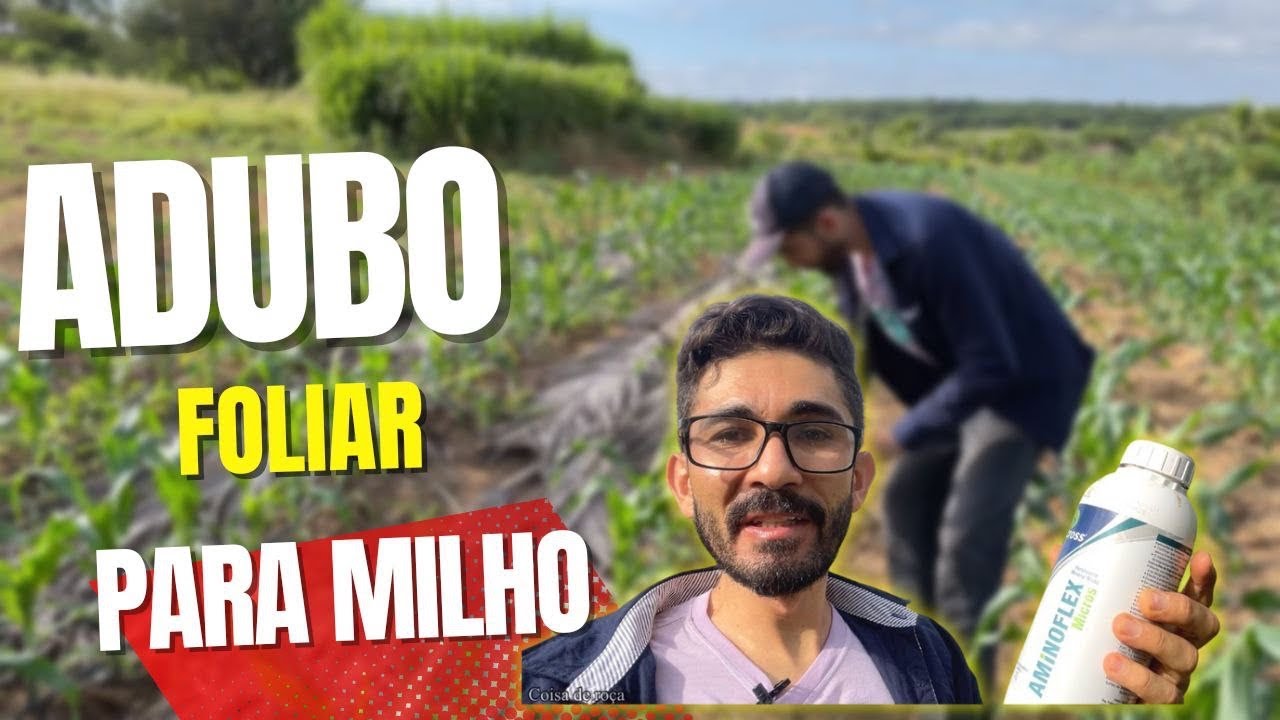 Adubação foliar para produzir muito milho