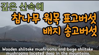 첩첩산골에 참나무원목 표고버섯재배와 배지 송고버섯 재배 농가 Wooden shiitake mushrooms …