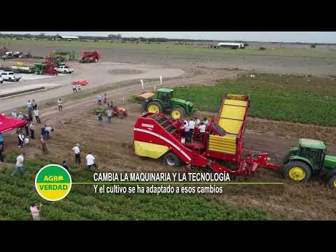 El precio de la papa, conforme al análisis de Agustín Pizzichini en Agropapa 2023