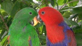 Благородные двухцветные попугаи