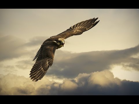 ???? Nenávidím - Arakain [HD]