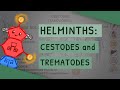 Helminths Cestodes And Trematodes Transmission Clinical Importance And Treatment