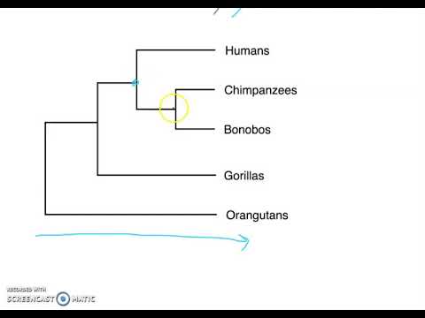 Phylogenetic Tree Basics