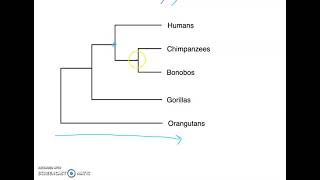 Phylogenetic Tree Basics