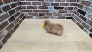 ハーフ犬の動画01