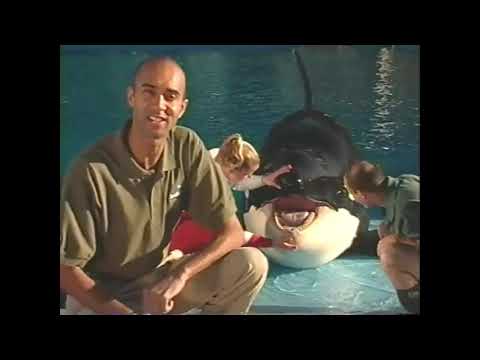 Wild Careers - Orca Clips