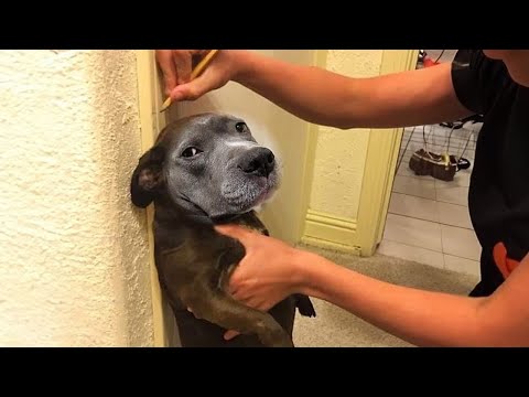 Parfois, mon chien oublie qu'il est un chien