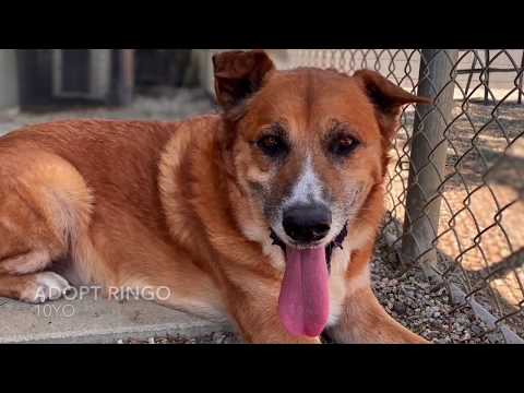 Ringo, an adopted Shepherd & Collie Mix in Pasadena, CA_image-1