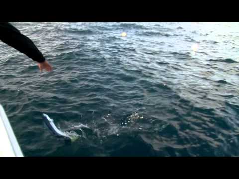 How to catch Kingfish and Mahi-Mahi (dolphin fish). Sydney, Australia