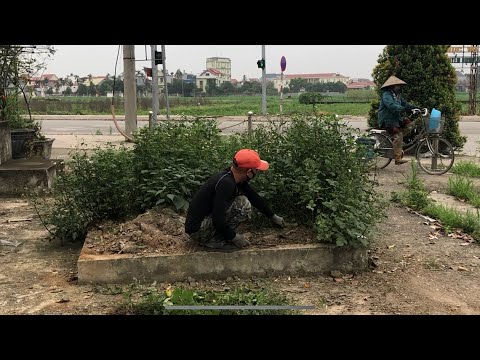 Todos se sintieron aliviados cuando me ofrecí como voluntario para limpiar el césped y la carretera.