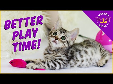 The Boil and Simmer Technique: Engaging Playtime for Your Cat