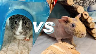 Guinea Pigs VS Skinny Pigs