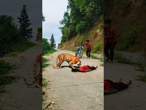 my friend still has a little more important to ko: kill the tiger part241 #shorts #tiger