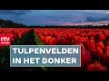 Verlichte tulpenvelden in Midden-Drenthe & groots onthaal FC Emmen na kampioenschap | Drenthe Nu