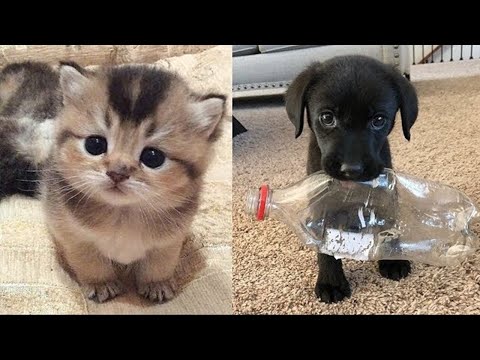 Happy Cats Compilation - Cutest Cat Ever 2019♥ #1