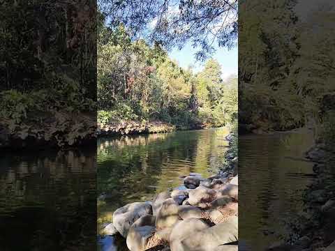 Río Renaico - Sur de Chile #shorts #chile #rios #arauco #araucania