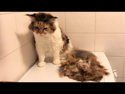 Maine Coon Cat: Time For a Haircut and Shower ✂ 🚿