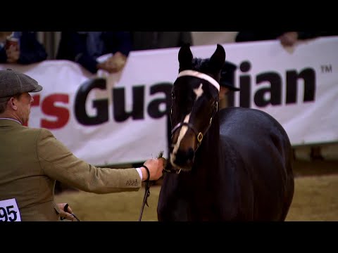 Prif Bencampwriaeth Ceffylau y Ffair Aeaf | Winter Fair Supreme Horse Championship