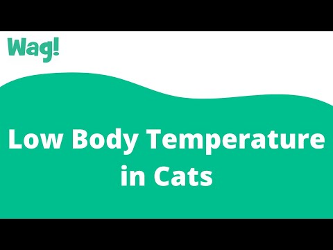 Low Body Temperature in Cats | Wag!
