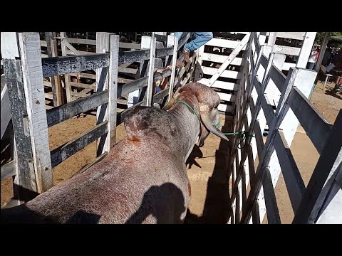 , title : 'Pesando o Touro Gir Leiteiro na balança da feira do Gado de Monteiro-PB /veja o peso do touro'