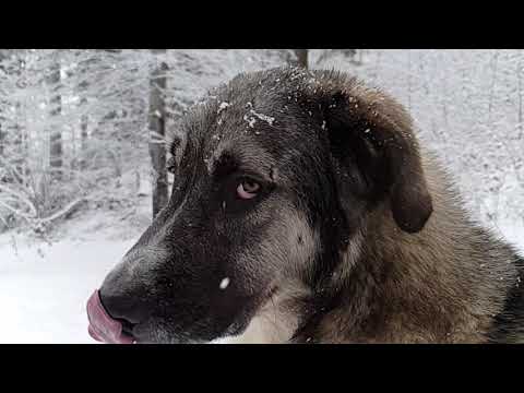 Ciobanesc Carpatin 2 ani