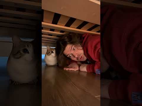 Мявл и Фиксай испугались шторма 😱