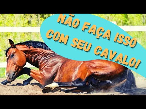 , title : 'OS PRINCIPAIS ERROS NO MANEJO DE CAVALOS - Alimentação de Cavalos'
