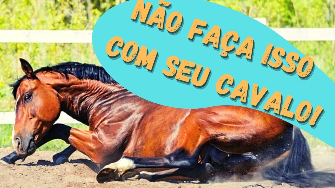OS PRINCIPAIS ERROS NO MANEJO DE CAVALOS - Alimentação de Cavalos