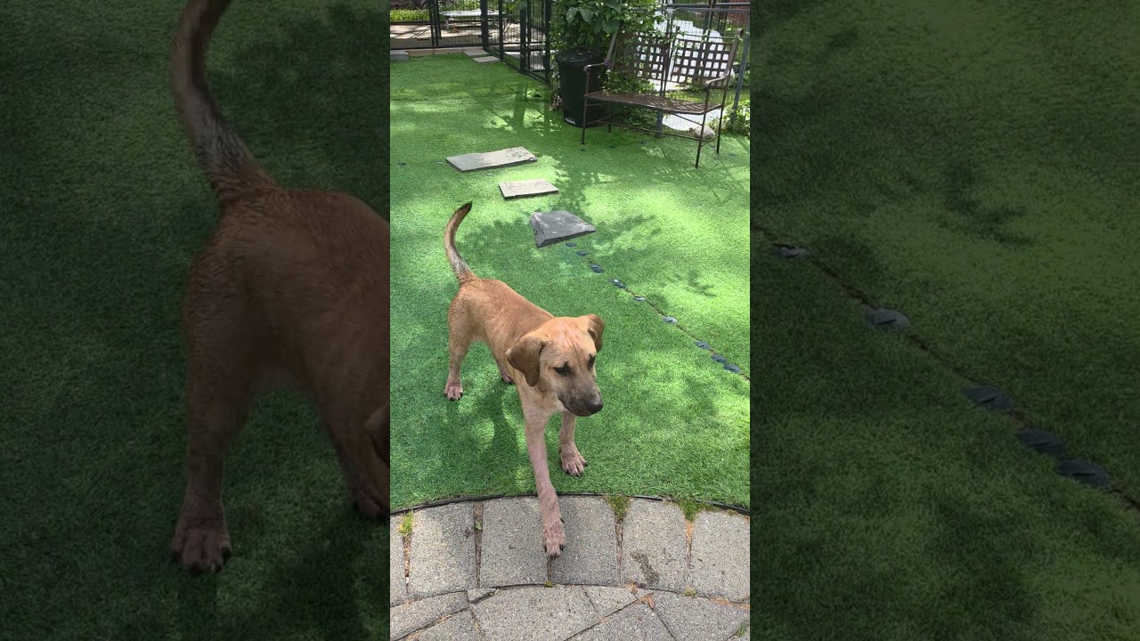 Fabio, a Adoptable mixed breed in Blairstown, NJ video 6/6