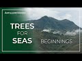 TREES for SEAS: Beginnings - AstilleroVerde