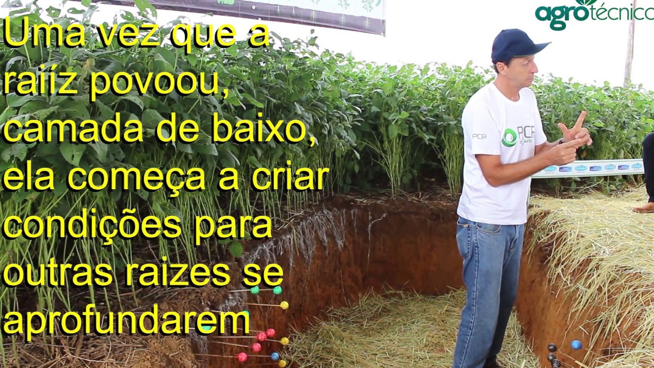 Formação de perfil de solo