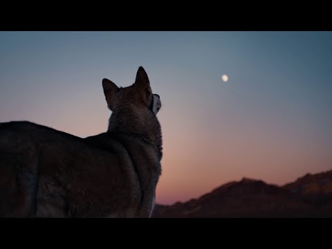 Videoclip de Un cri — Johnny Hallyday