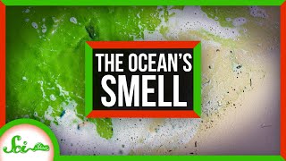 Why Does the Ocean Smell Like That?