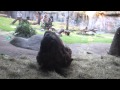 Gorillas Mating At Busch Gardens Tampa