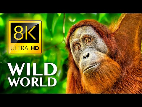 WILD WORLD in 8K ULTRA HD - Wildlife and Animals with Real Nature Sounds