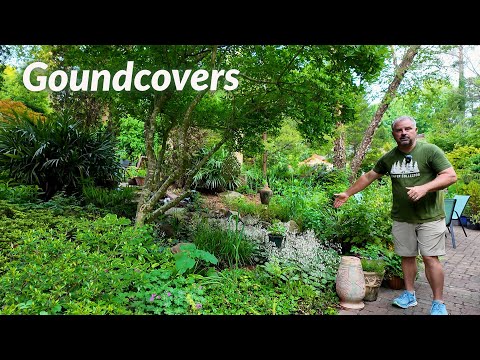 The Importance of Groundcover Plants - Five Minute Friday