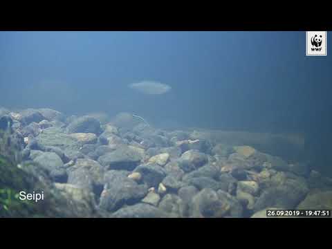 Turpa ja seipi: kalakameran särkikalat