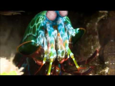 Plasma Force - Endometric Lifeform