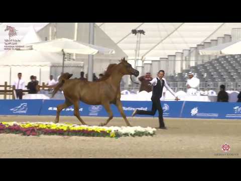 N 135 RESALAT AL KHALEDIAH   Asharqia Arabian Horse Classic 2020   Mares 4 6 Years Old Class 4A