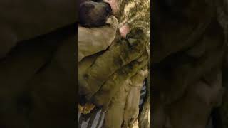 Video preview image #2 Cane Corso Puppy For Sale in DENVER, CO, USA