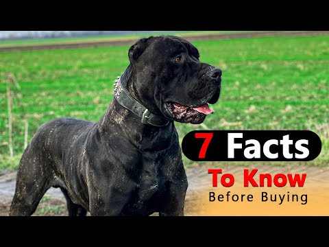 American Bandogge Breed 7 Facts To Know Before Buying || Dog Lovers