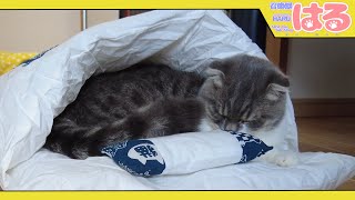 もうすぐ冬なので、子猫にクッソかわいいお布団をプレゼントした結果…【召喚獣はる】